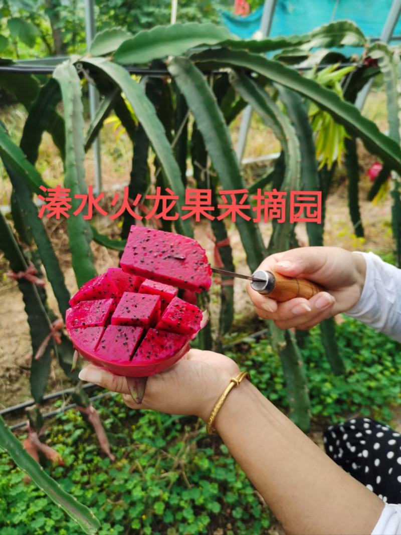 火龙果苗