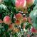松森水蜜桃苗，四川苗品种纯，基地直销，日本松森水蜜桃树苗