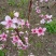 松森水蜜桃苗,四川苗品种纯,基地直销,日本松森水蜜桃树苗
