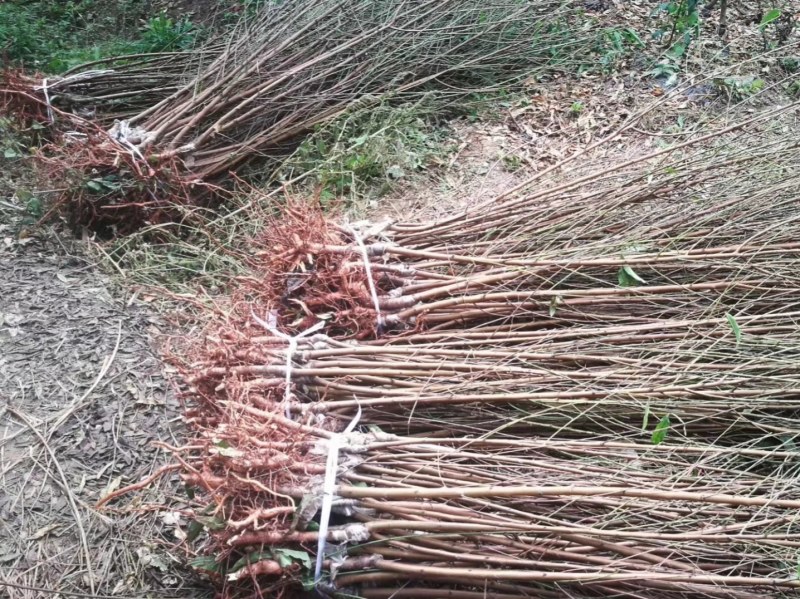 松森水蜜桃苗，四川苗品种纯，基地直销，日本松森水蜜桃树苗