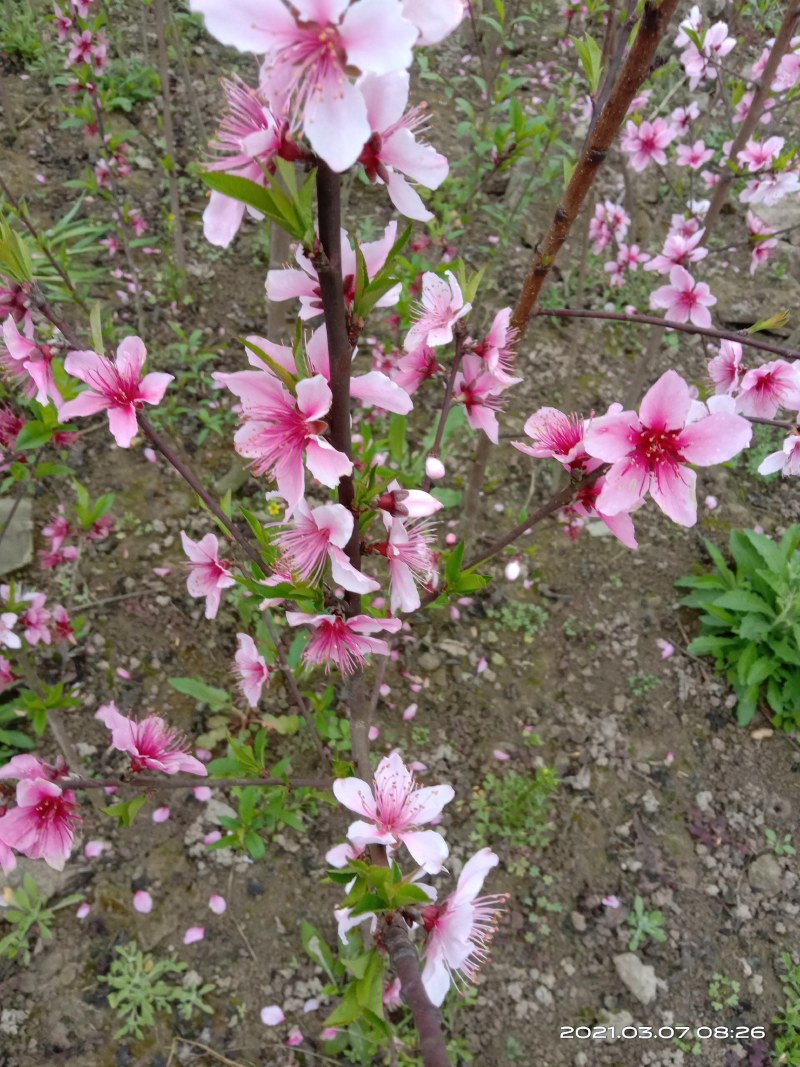 松森水蜜桃苗，四川苗品种纯，基地直销，日本松森水蜜桃树苗
