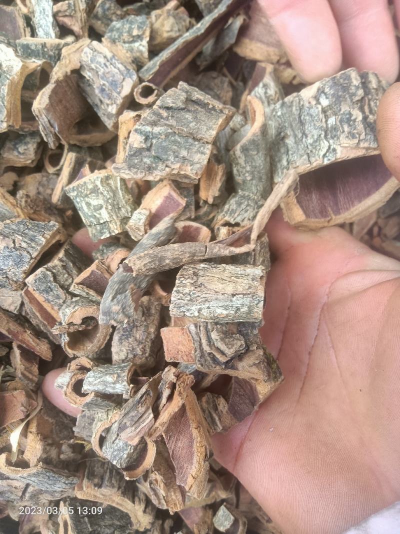 接骨丹皮