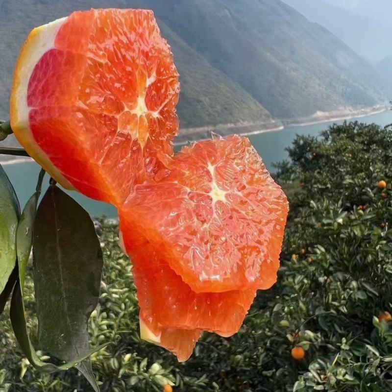 中华红血橙/塔罗科血橙/红心橙果园看果订价/鲜果现货供应