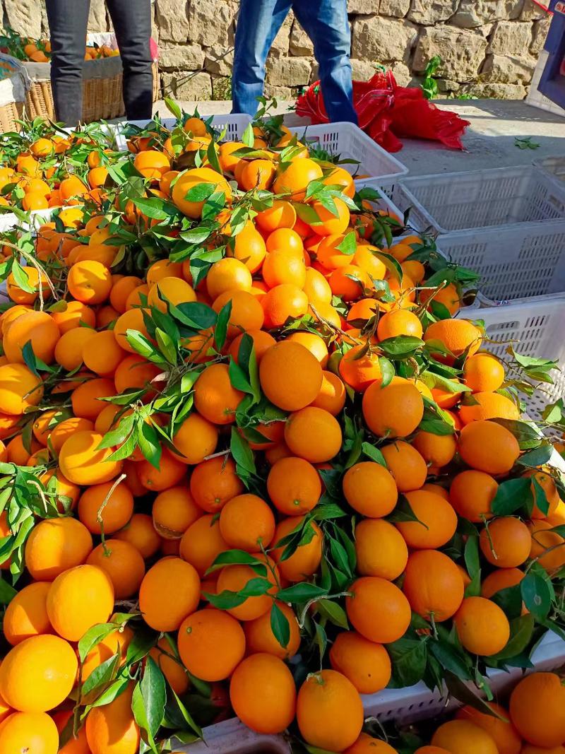 伦晚，甜橙中华红血橙电商社团商超市场果园采果