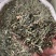 穿心莲中药材穿心连带叶全草一见喜苦胆草四方莲