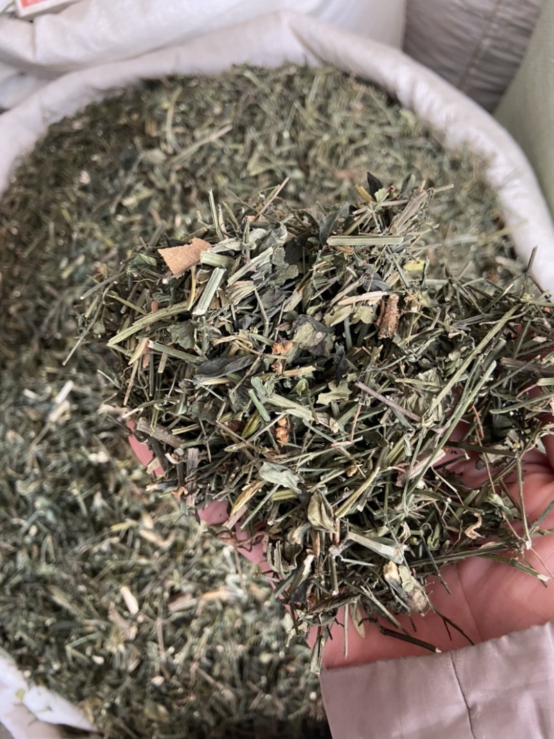 穿心莲中药材穿心连带叶全草一见喜苦胆草四方莲