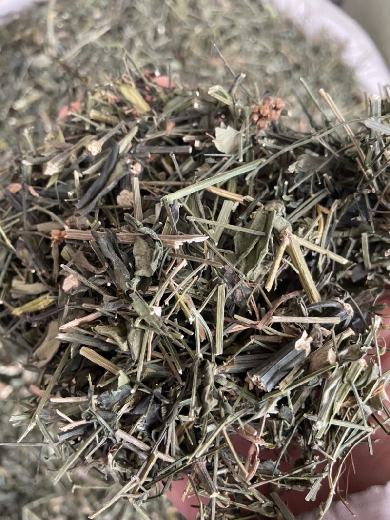 穿心莲中药材穿心连带叶全草一见喜苦胆草四方莲