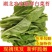 [菜苔]白菜苔一手货源货源充足支持视频看货现摘现发
