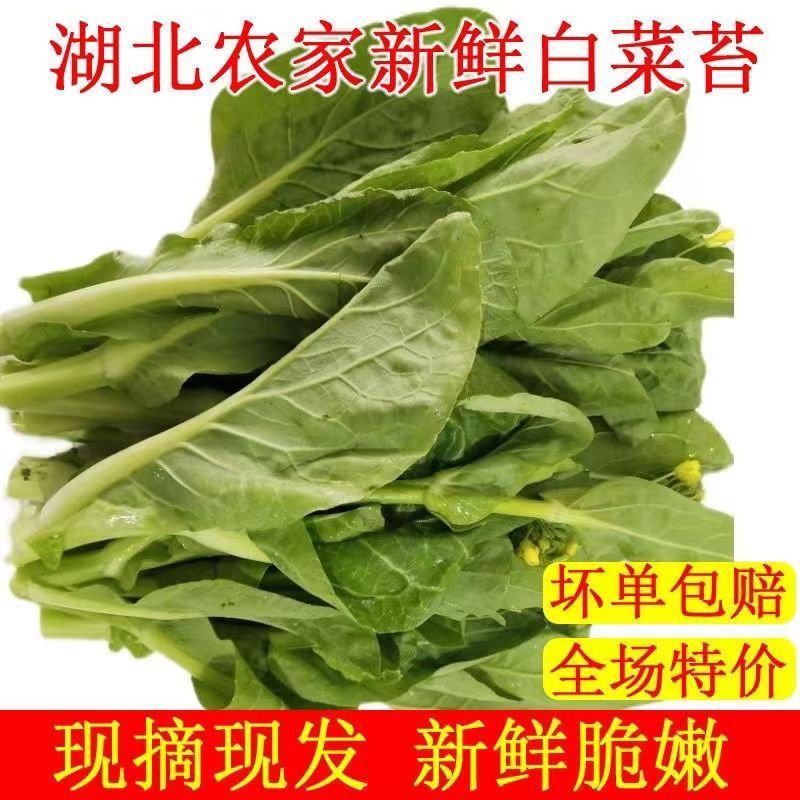 [菜苔]白菜苔一手货源货源充足支持视频看货现摘现发