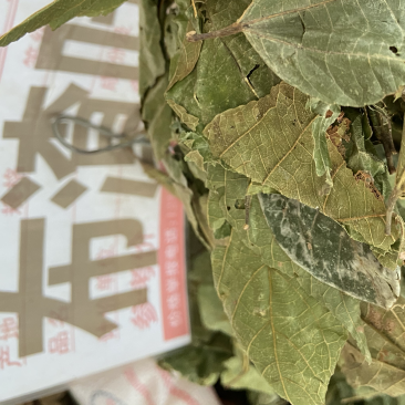 野生布渣叶破布叶烂布叶薢宝叶正宗布楂叶