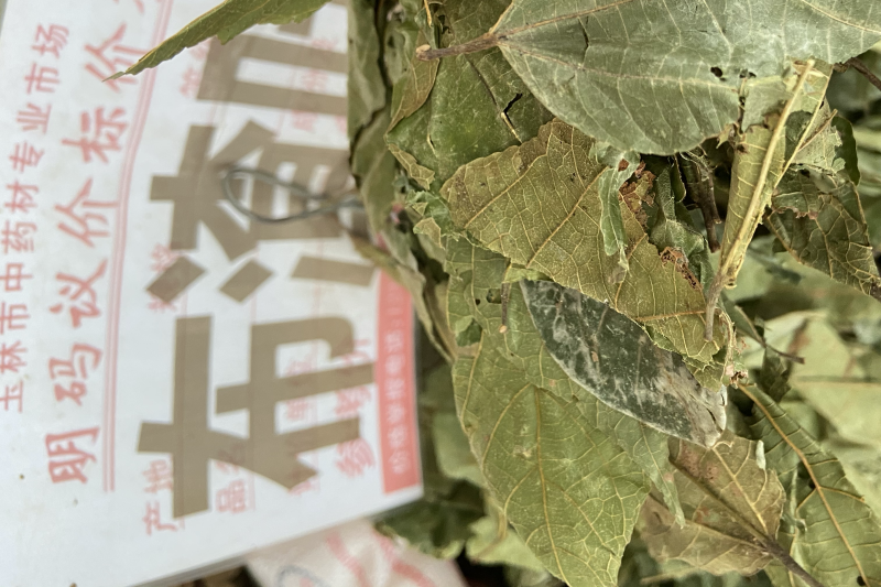 野生布渣叶破布叶烂布叶薢宝叶正宗布楂叶