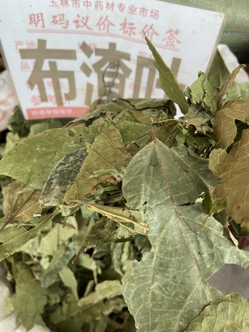 野生布渣叶破布叶烂布叶薢宝叶正宗布楂叶