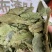 野生布渣叶破布叶烂布叶薢宝叶正宗布楂叶