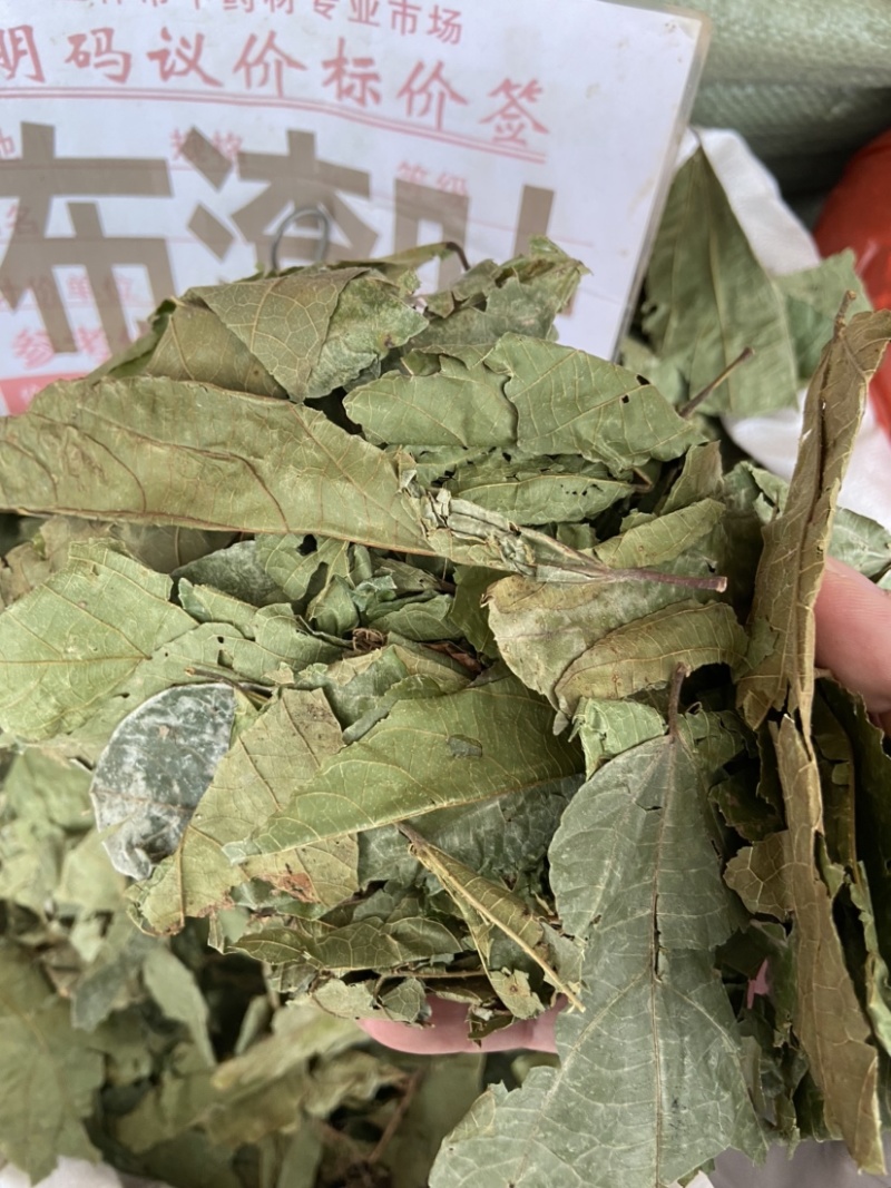 野生布渣叶破布叶烂布叶薢宝叶正宗布楂叶