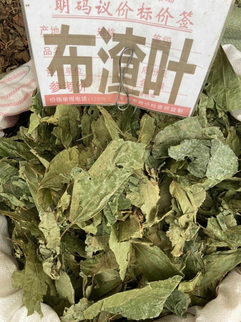 野生布渣叶破布叶烂布叶薢宝叶正宗布楂叶