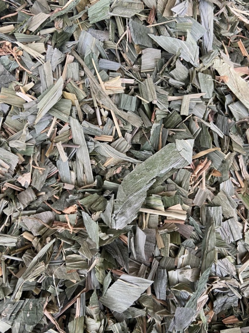 新货淡竹叶新鲜野生淡竹叶薏苡茶中药材淡竹叶茶金竹叶