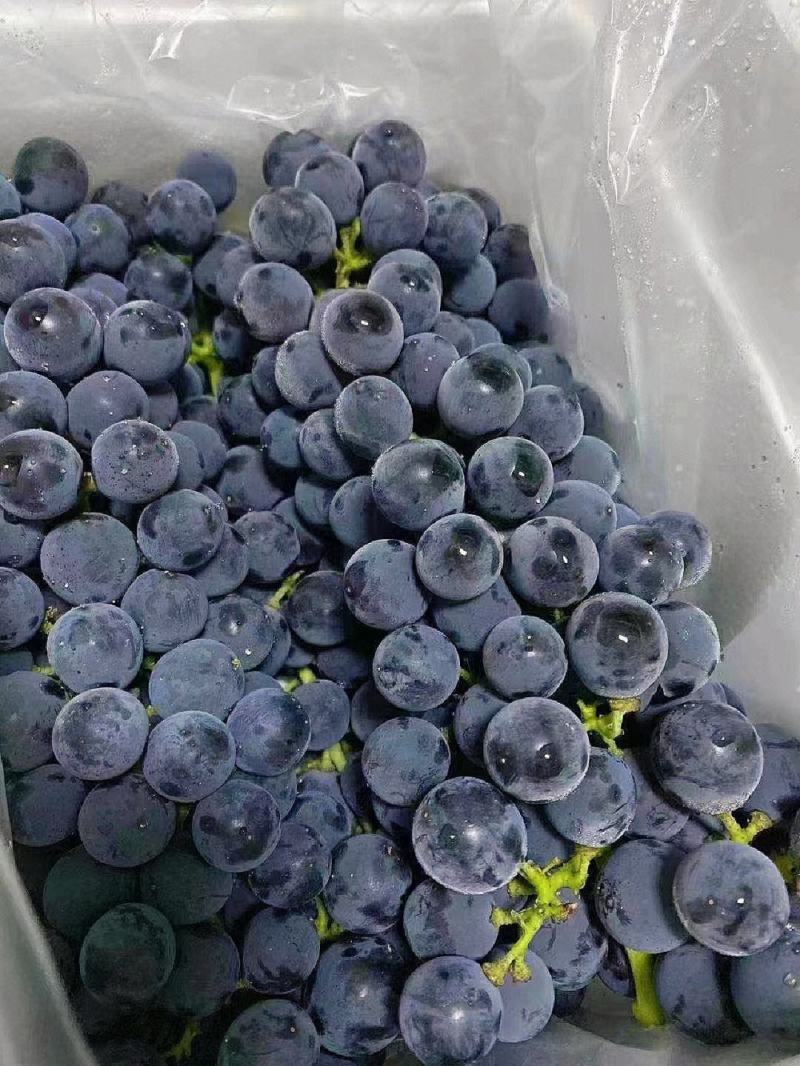 早夏无核葡萄苗夏黑芽变，比夏黑早20天苗圃现挖