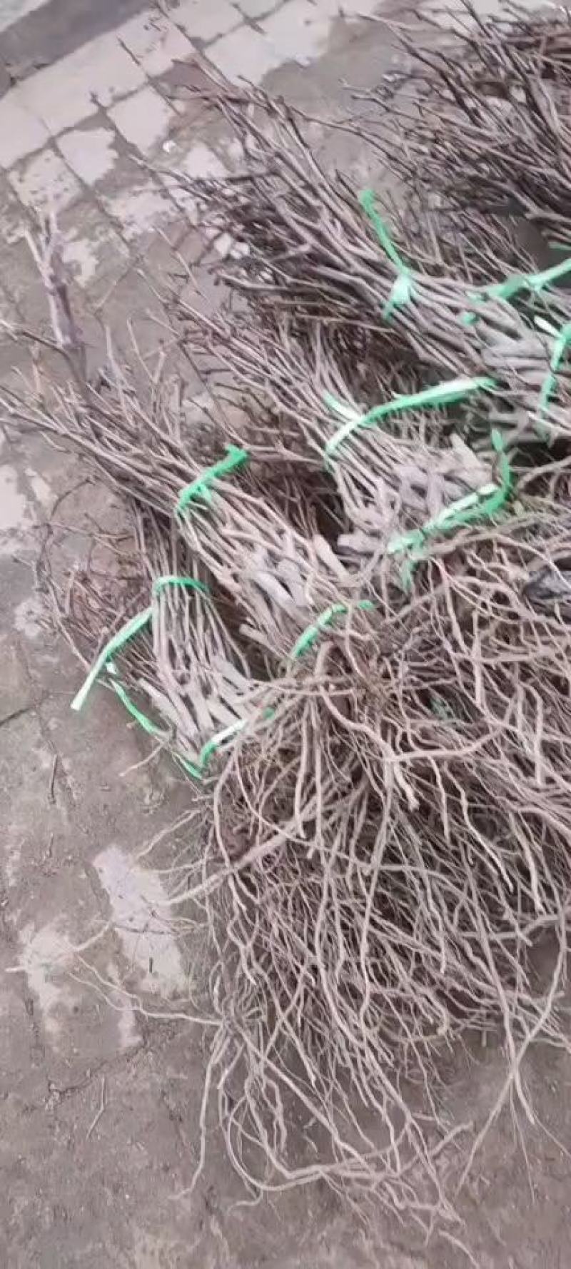 早夏无核葡萄苗夏黑芽变，比夏黑早20天苗圃现挖