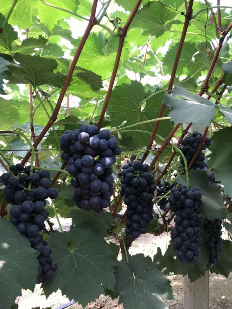 早夏无核葡萄苗夏黑芽变，比夏黑早20天苗圃现挖