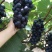 早夏无核葡萄苗夏黑芽变，比夏黑早20天苗圃现挖