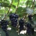 早夏无核葡萄苗夏黑芽变，比夏黑早20天苗圃现挖