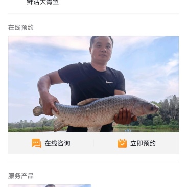 青鱼