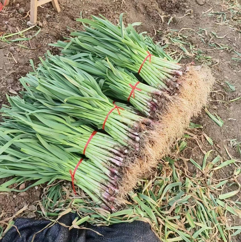 精品蒜苗红根蒜苗山东临沂郯城县产地直发