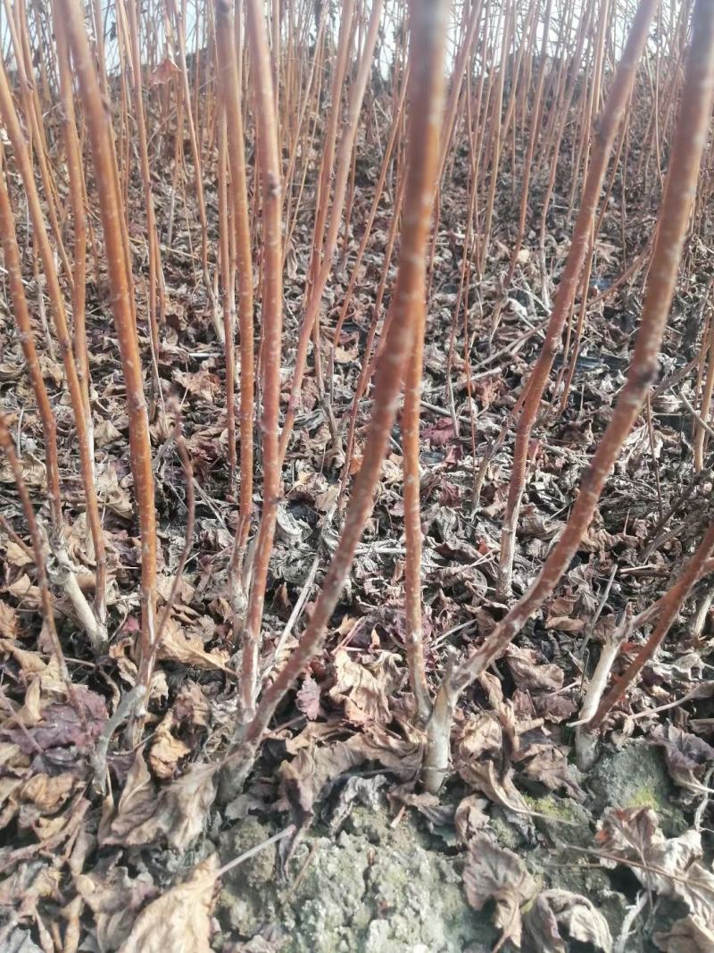 紫叶风箱果杯苗紫叶枫箱果苗枫箱果杯苗