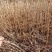 珍珠梅苗珍珠梅小苗播种苗珍珠梅10-30公分