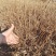 珍珠梅苗珍珠梅小苗播种苗珍珠梅10-30公分