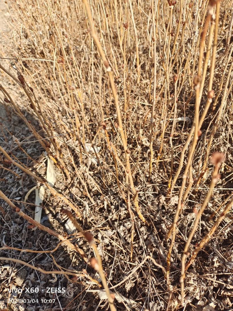 珍珠梅苗珍珠梅小苗播种苗珍珠梅10-30公分