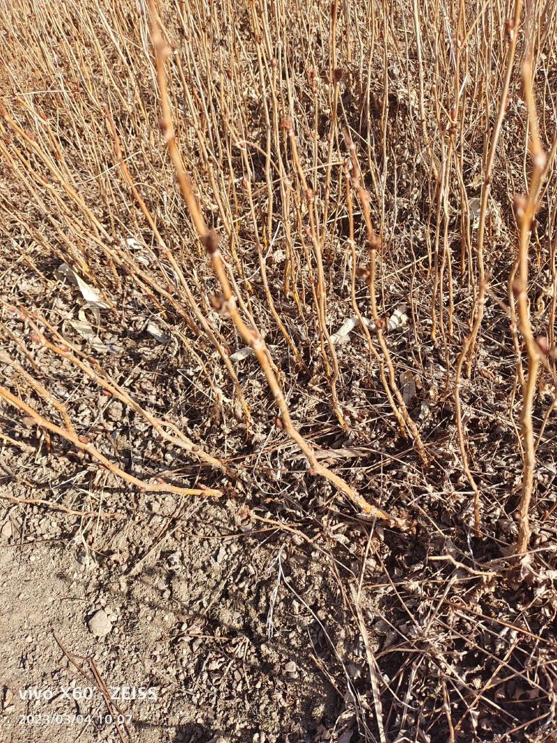 珍珠梅苗珍珠梅小苗播种苗珍珠梅10-30公分