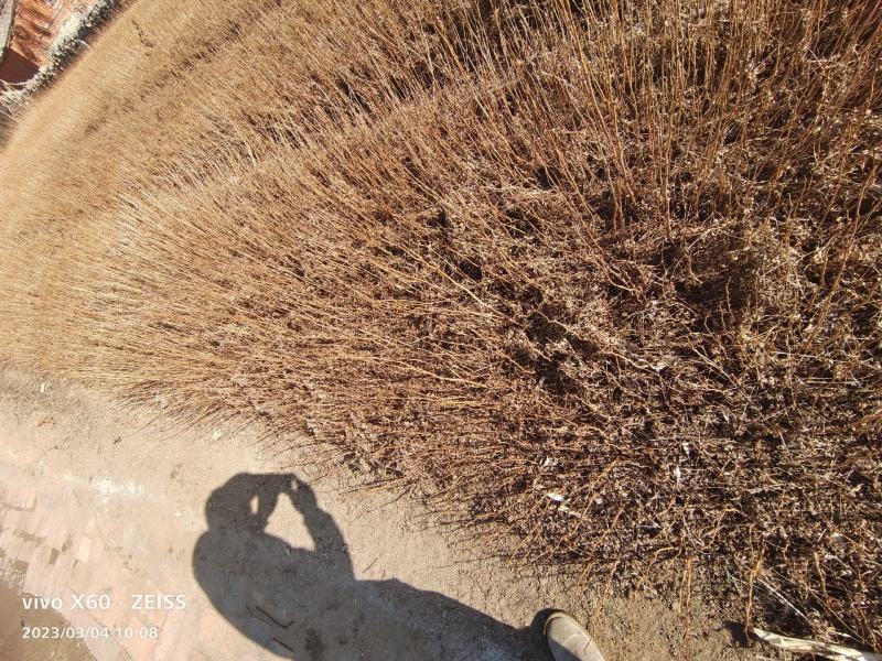 珍珠梅苗珍珠梅小苗播种苗珍珠梅10-30公分