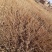 珍珠梅苗珍珠梅小苗播种苗珍珠梅10-30公分