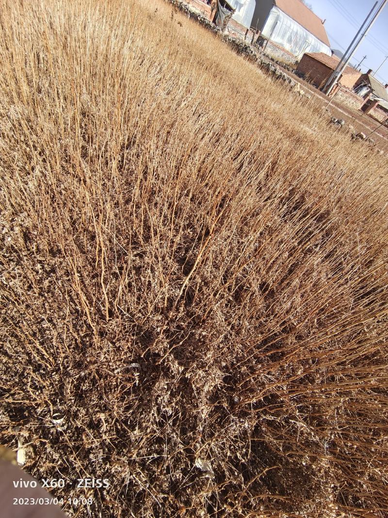 珍珠梅苗珍珠梅小苗播种苗珍珠梅10-30公分