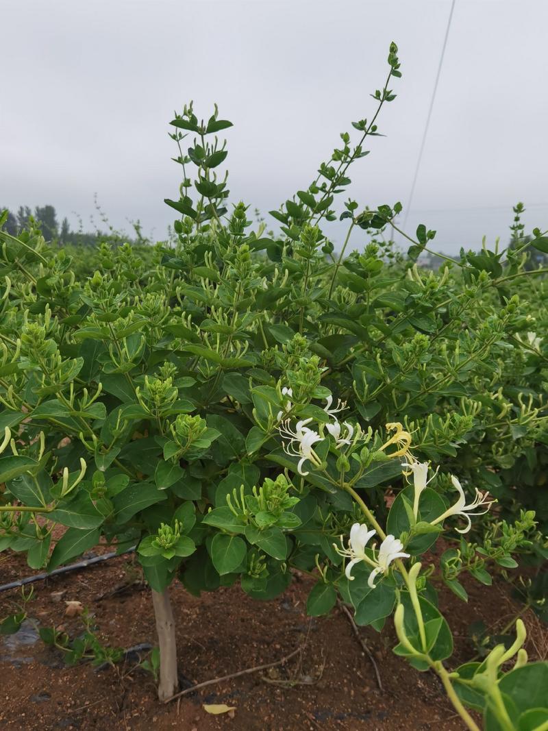 高产树形四季金银花苗，产量高效益好，干花包回收，技术指导