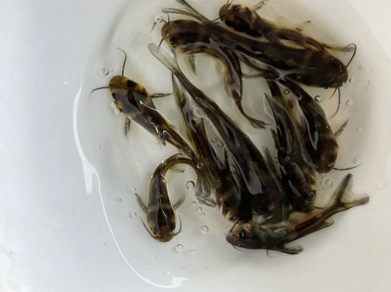 黄骨苗黄颡苗全雄黄骨苗杂交黄骨鱼苗苗场直发全国发货