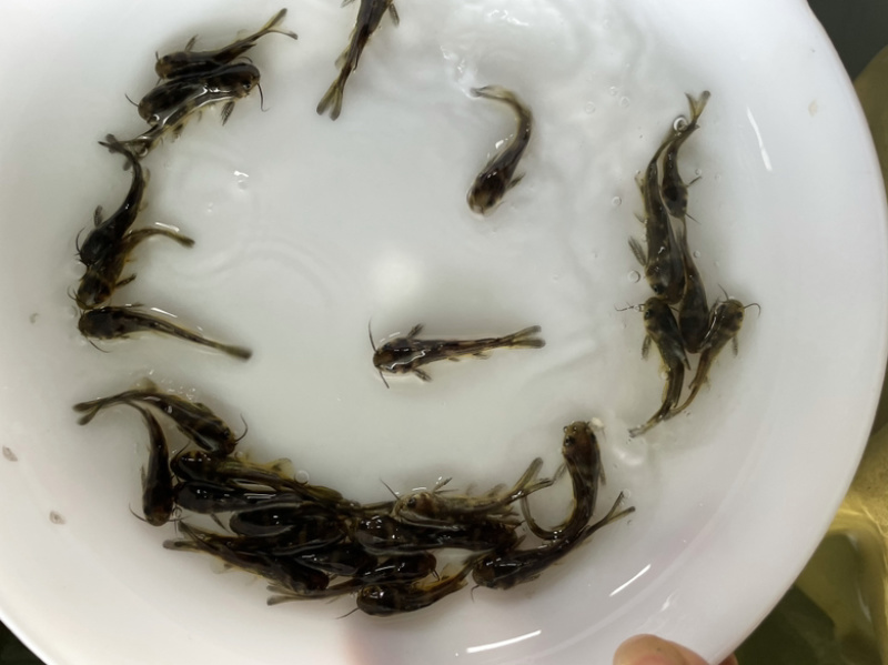 黄骨苗黄颡苗全雄黄骨苗杂交黄骨鱼苗苗场直发全国发货