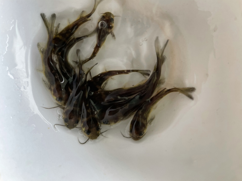 黄骨苗黄颡苗全雄黄骨苗杂交黄骨鱼苗苗场直发全国发货