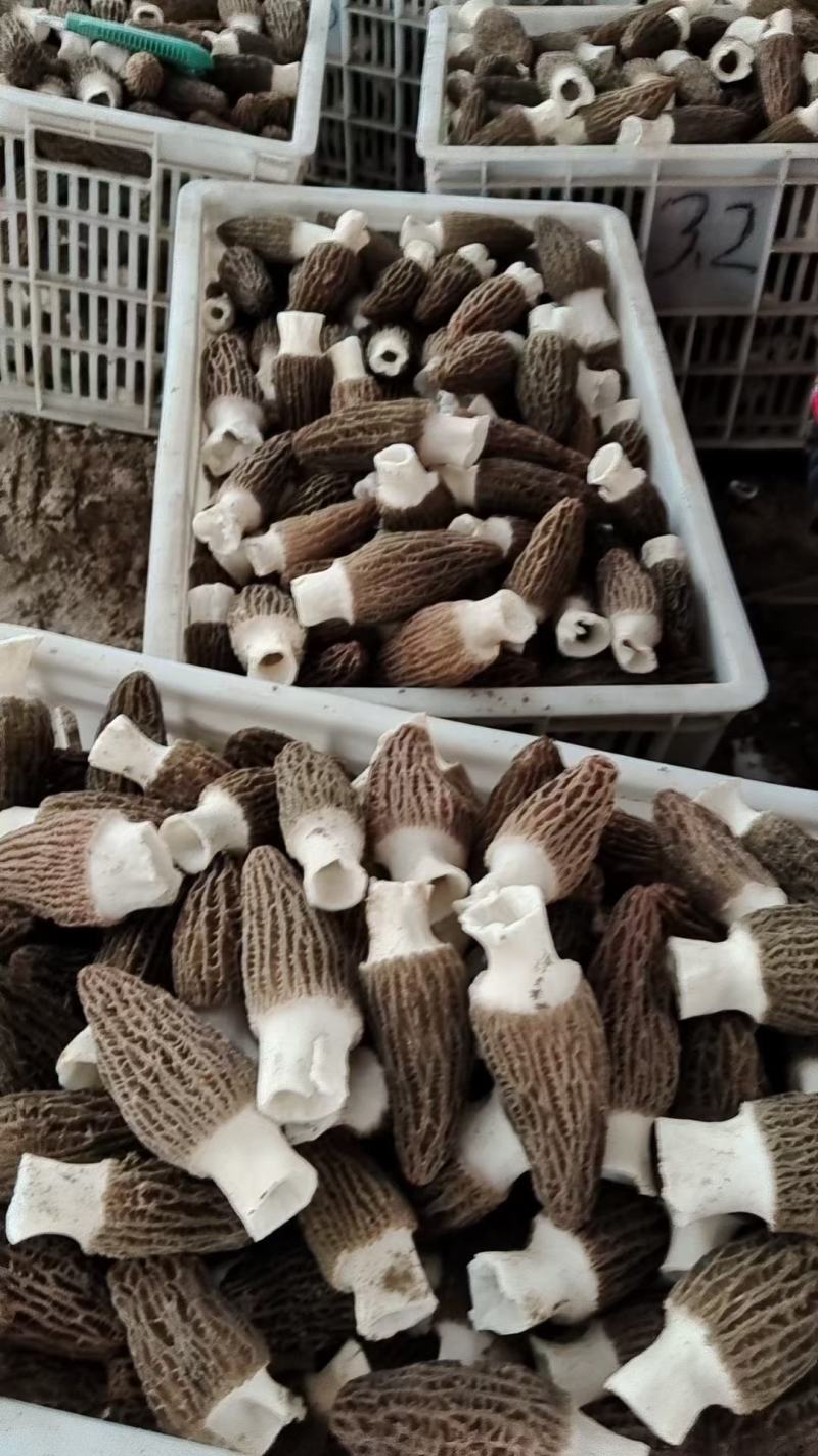 新鲜羊肚菌头茬采摘刚开始