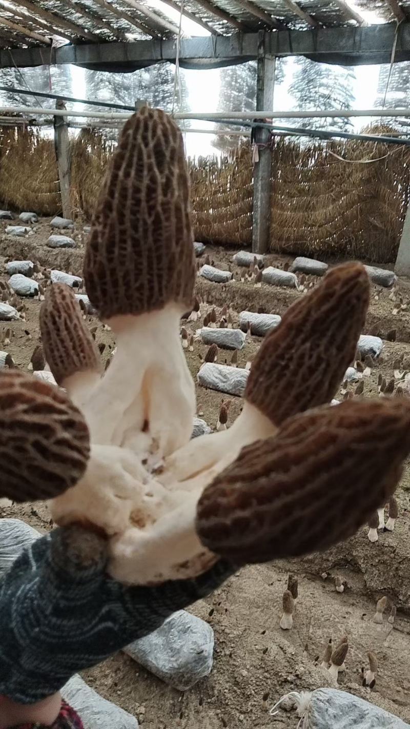 新鲜羊肚菌头茬采摘刚开始