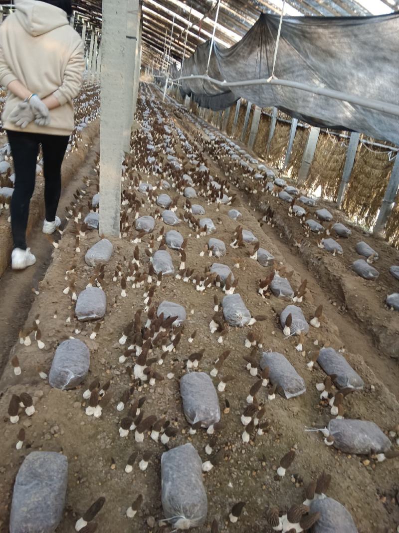 新鲜羊肚菌头茬采摘刚开始