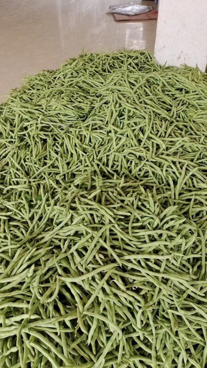 四季豆，北海四季豆，产地一手货源，对接大型批发商，欢迎来