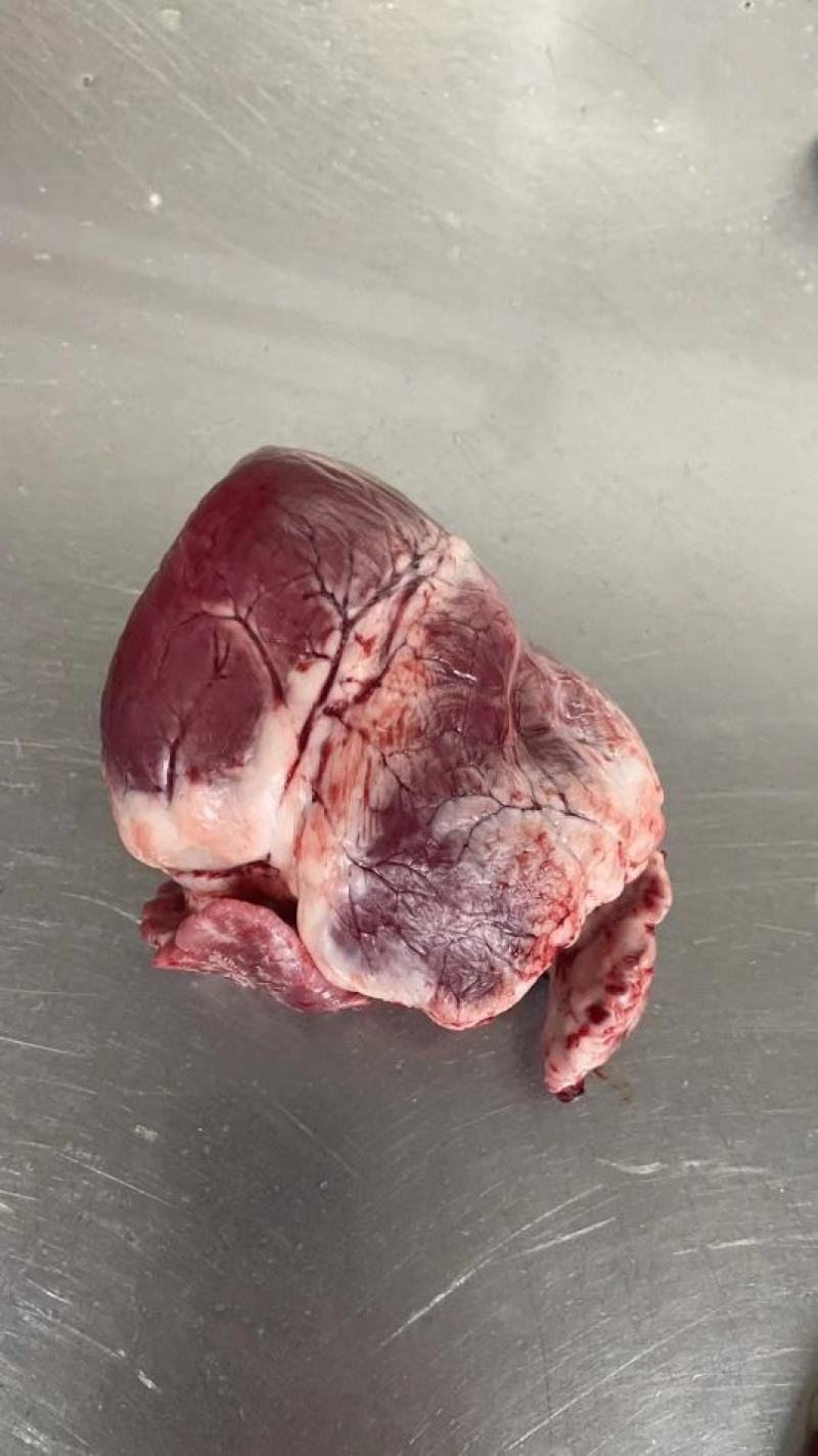 肥猪鲜猪心A级