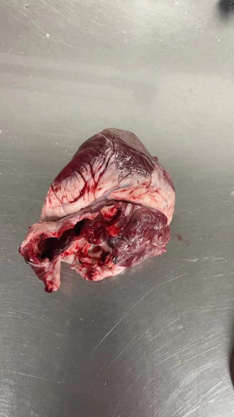 肥猪鲜猪心A级