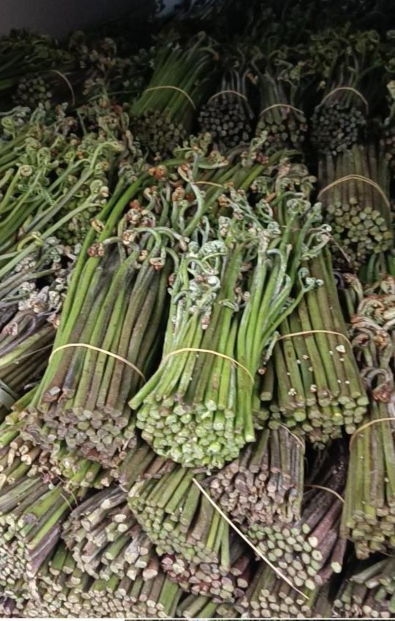 大量批发贵州省内蕨菜(一天5到10吨），需要的老板联系