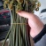 大量批发贵州省内蕨菜(一天5到10吨），需要的老板联系