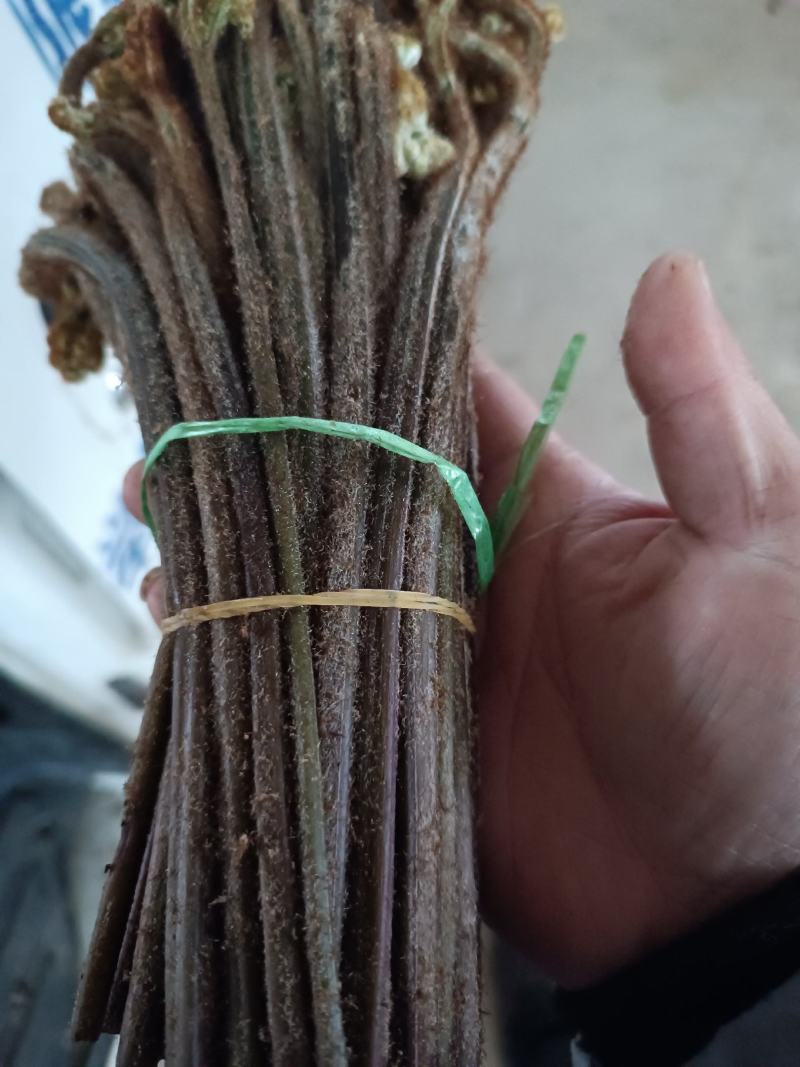 大量批发贵州省内蕨菜(一天5到10吨），需要的老板联系