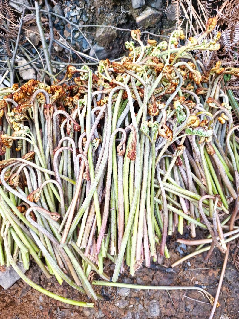 大量批发贵州省内蕨菜(一天5到10吨），需要的老板联系