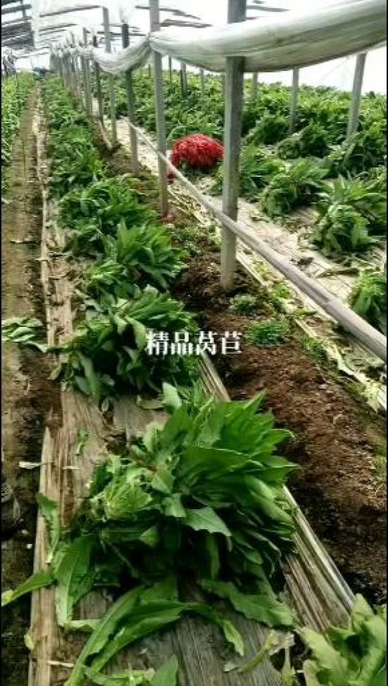 湖北宜昌莴笋大量上市出货货源充足品质保证价格美丽